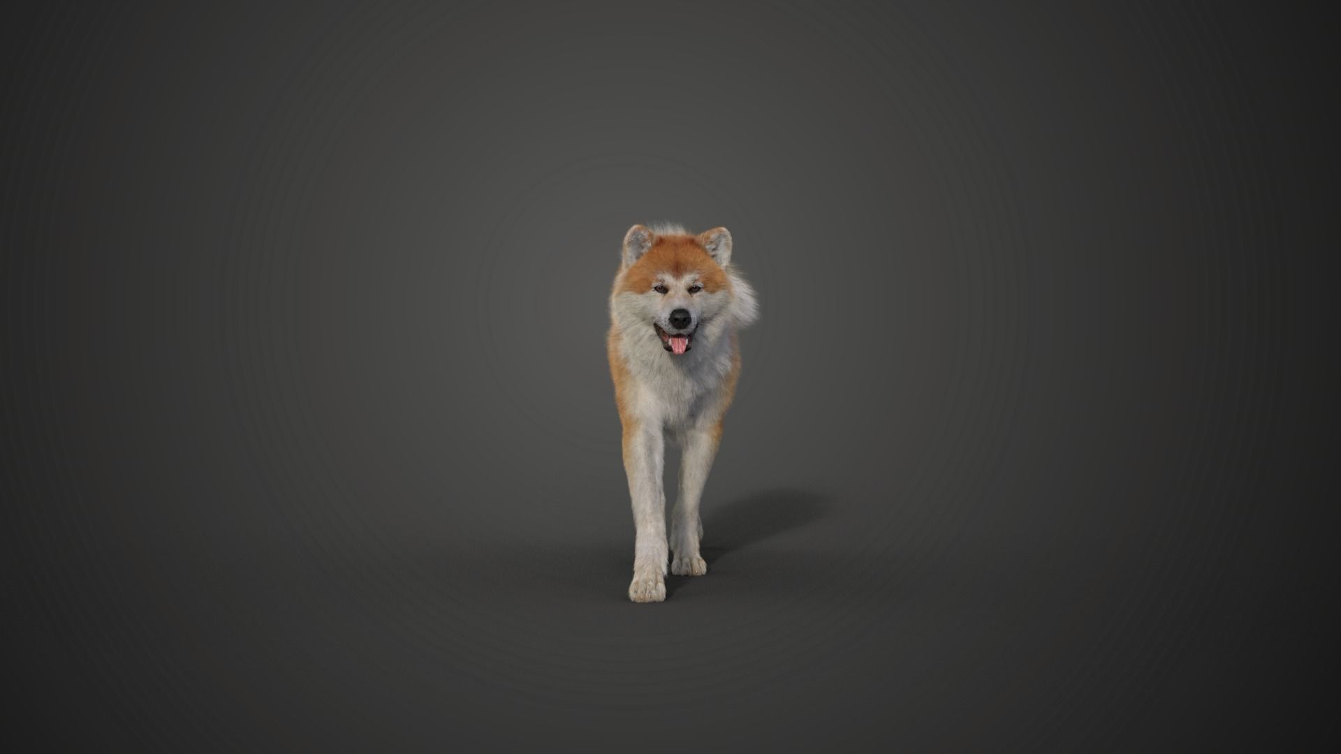 Akita Dog Animated VFX Grace 3D model_11