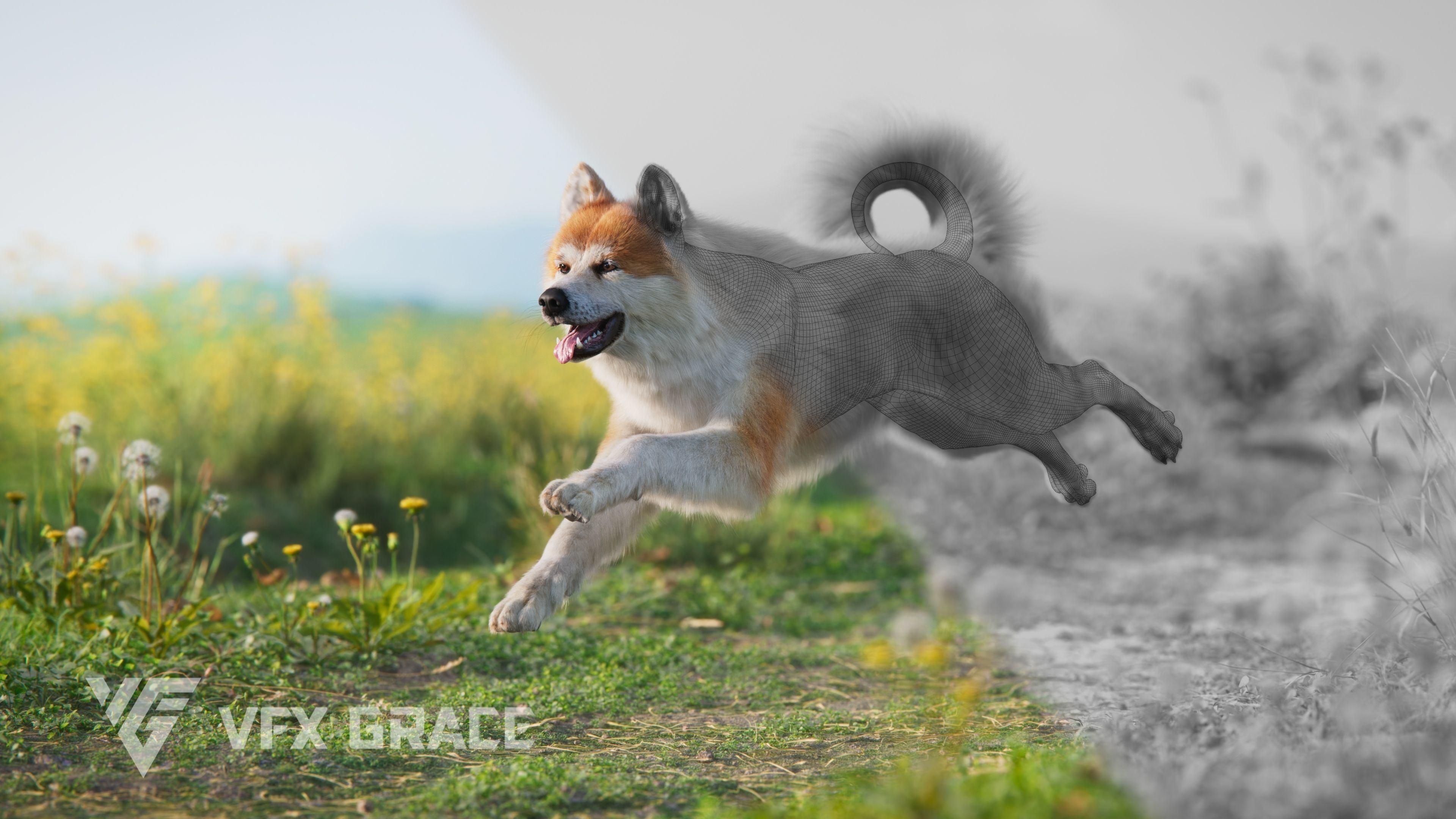 Akita Dog Animated VFX Grace 3D model_9