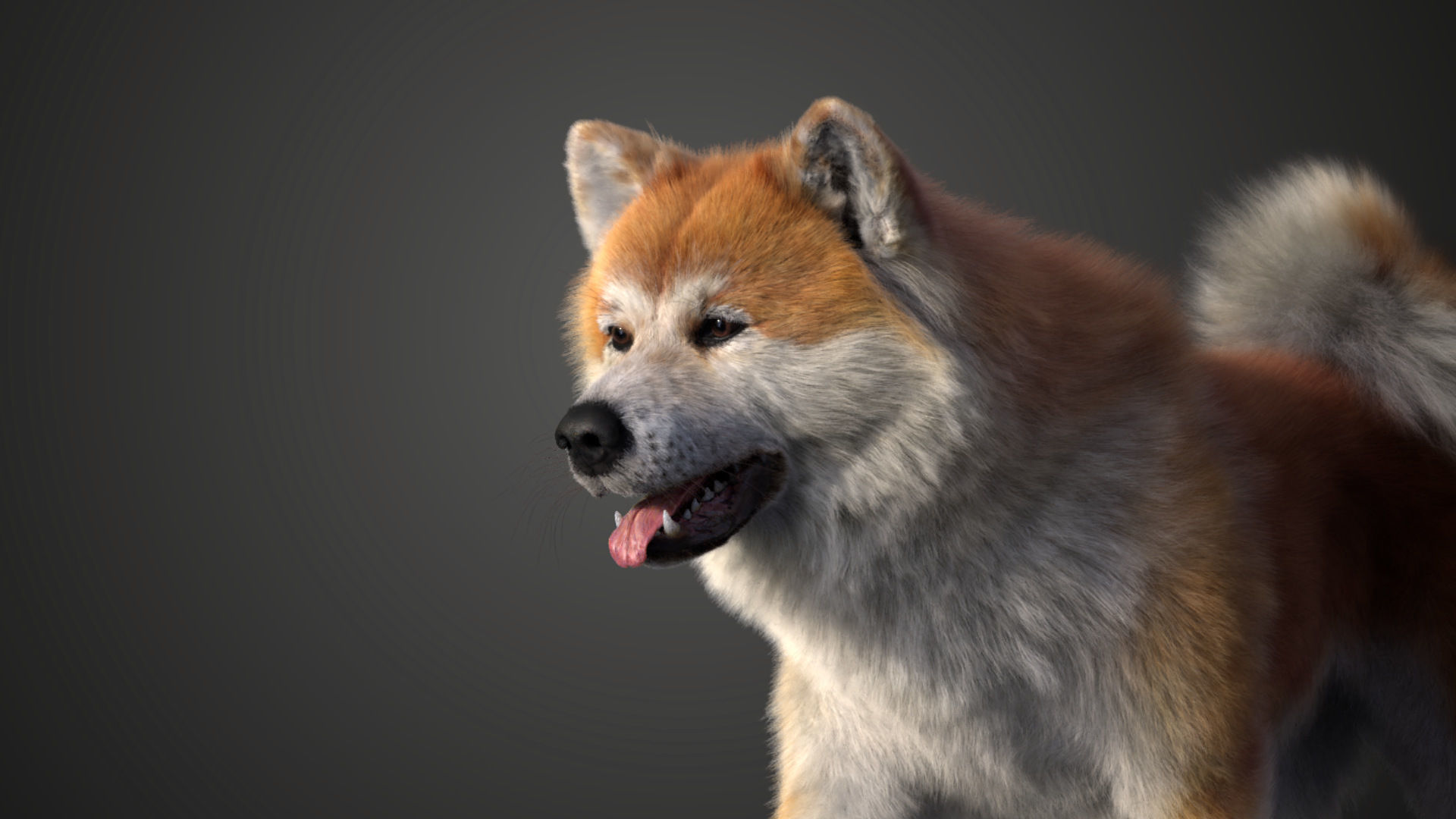 Akita Dog Animated VFX Grace 3D model_10