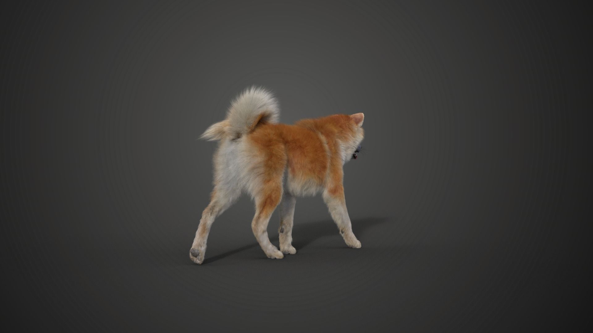 Akita Dog Animated VFX Grace 3D model_14