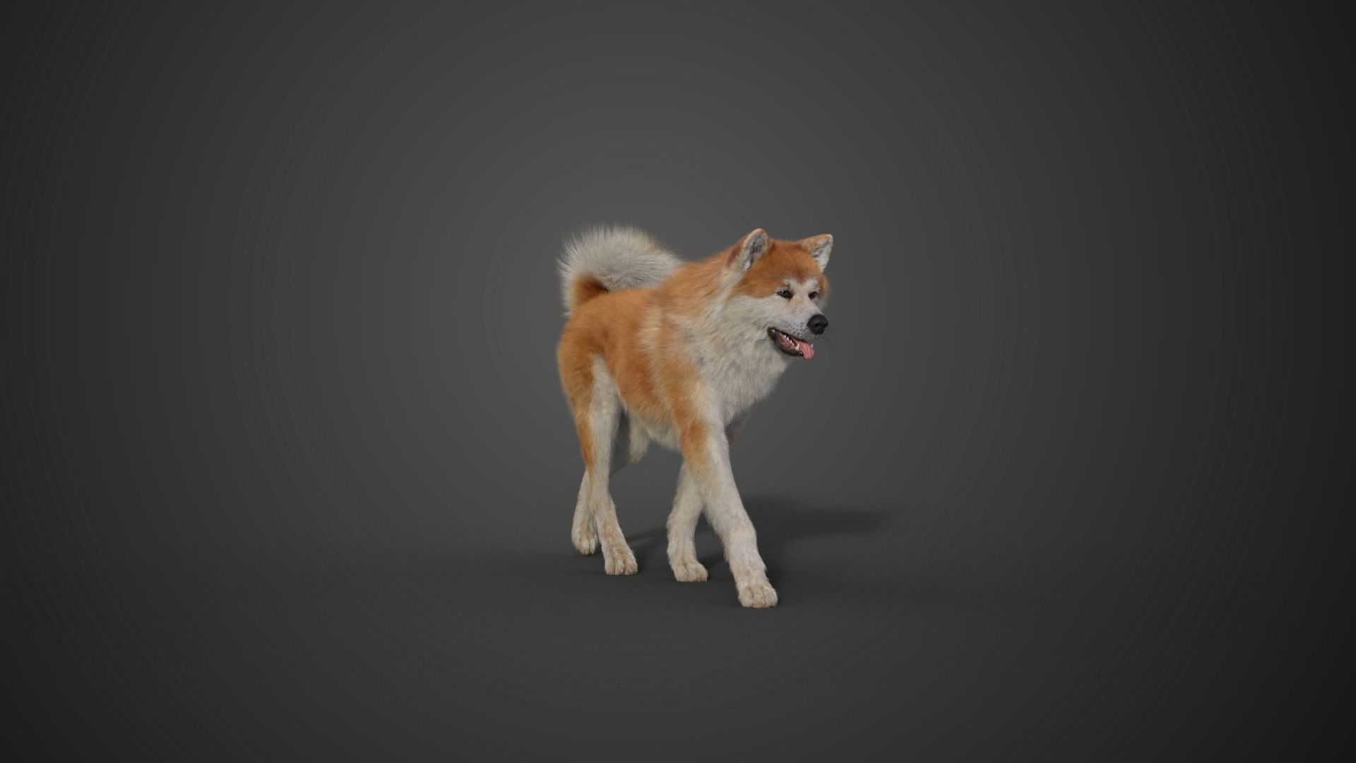 Akita Dog Animated VFX Grace 3D model_13