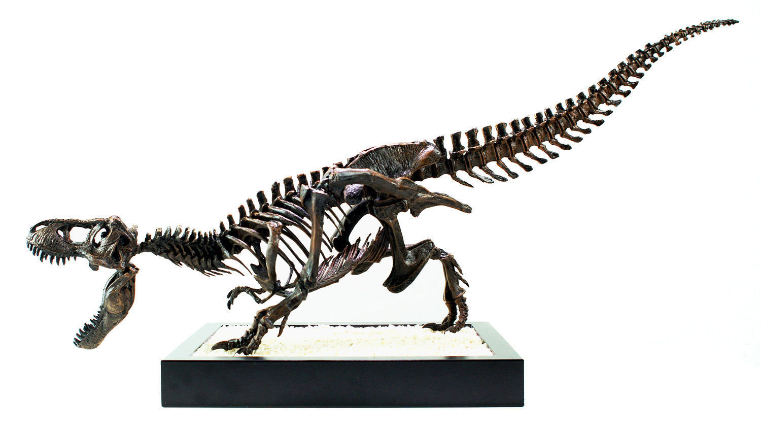 T-Rex Skeleton - Leo Burton 3D print model_7