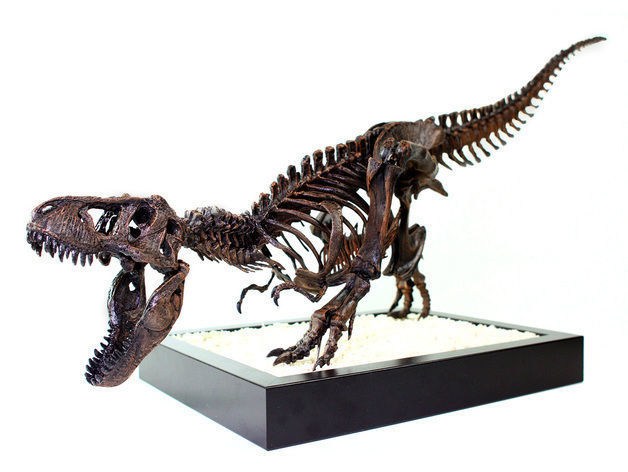 T-Rex Skeleton - Leo Burton 3D print model_6
