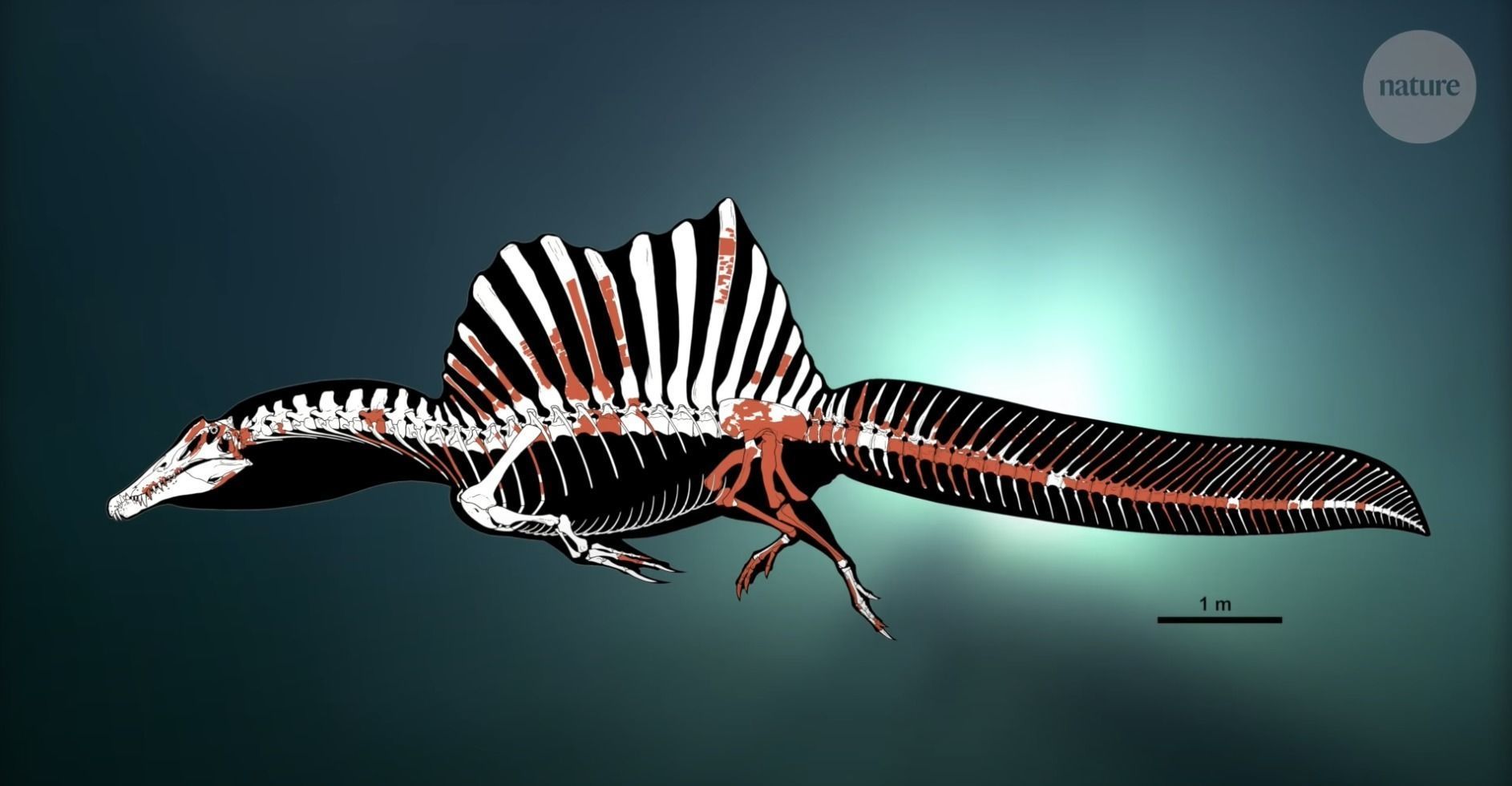 Spinosaurus Diorama Swimming Skeleton 3D print model_11