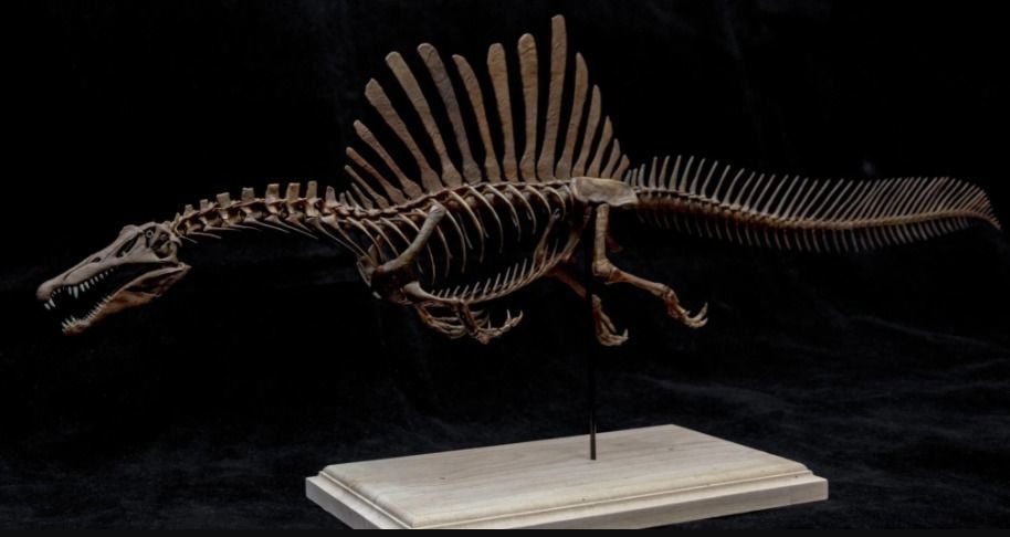 Spinosaurus Diorama Swimming Skeleton 3D print model_12