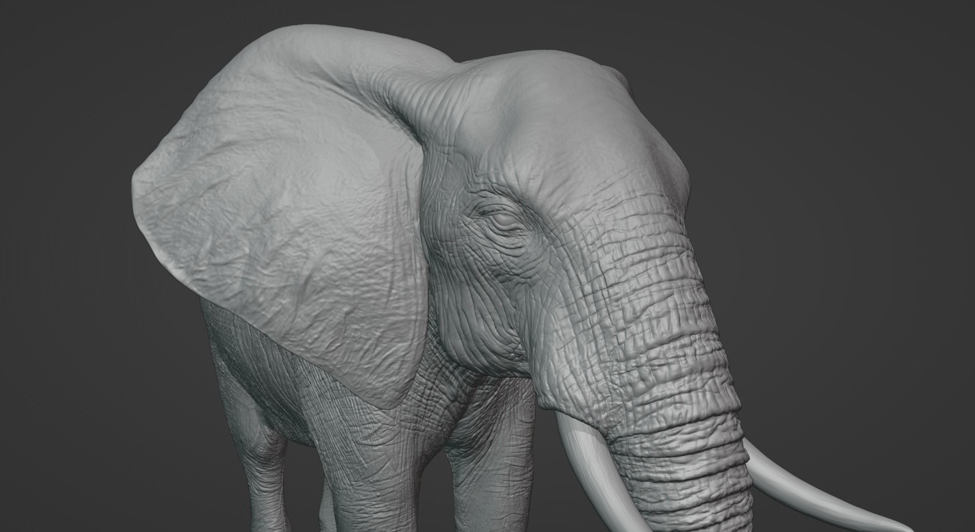 African Elephant Animated 3D model_8