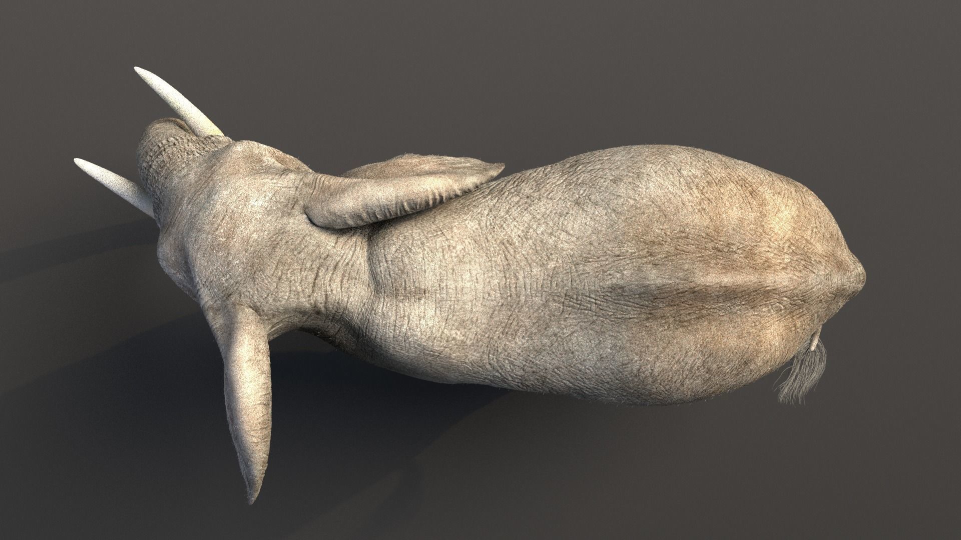 African Elephant Animated 3D model_4