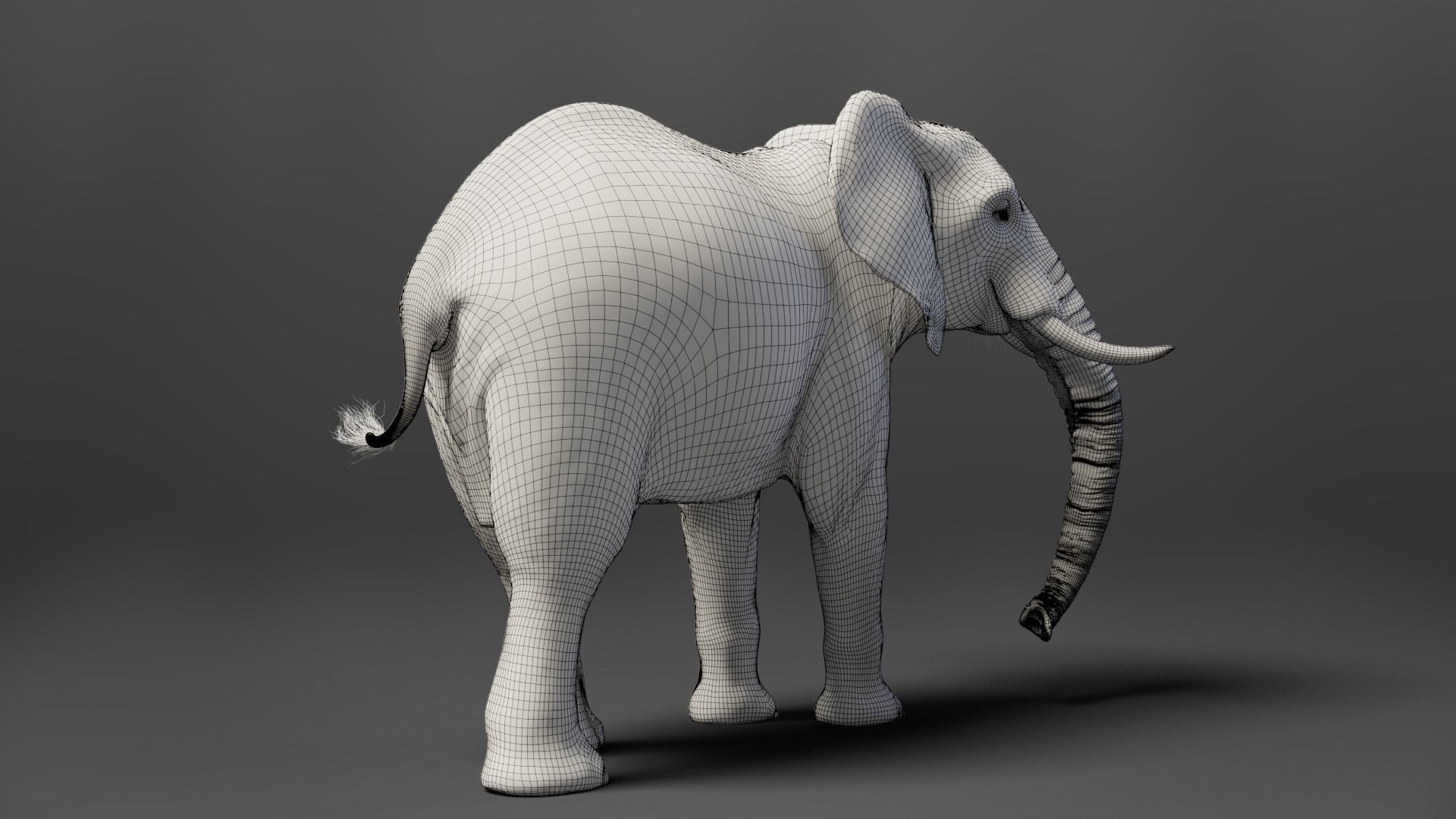African Elephant Animated 3D model_20