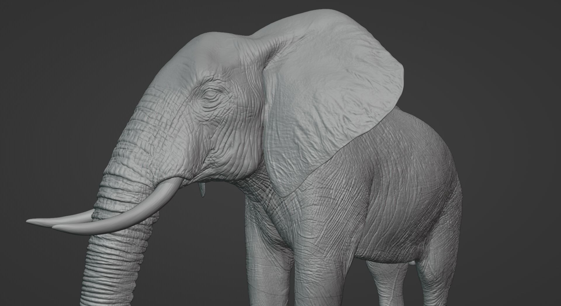 African Elephant Animated 3D model_6