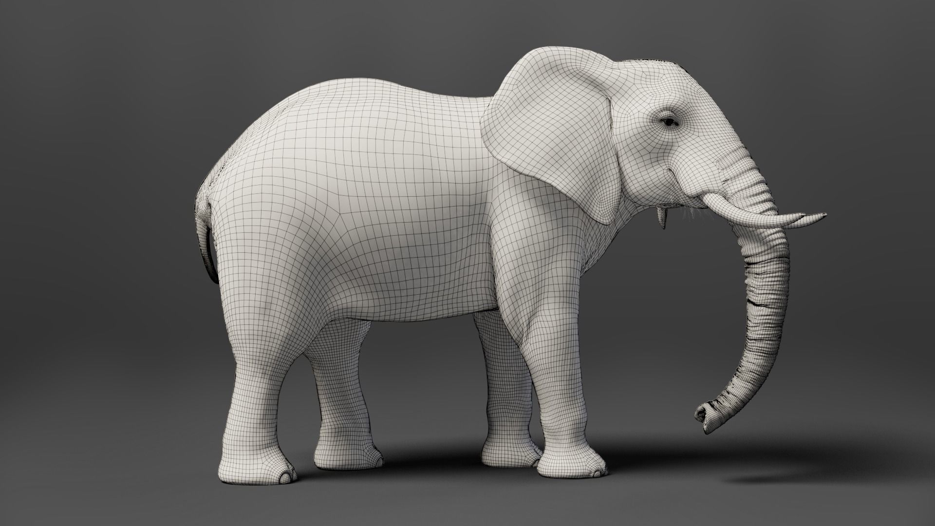African Elephant Animated 3D model_18
