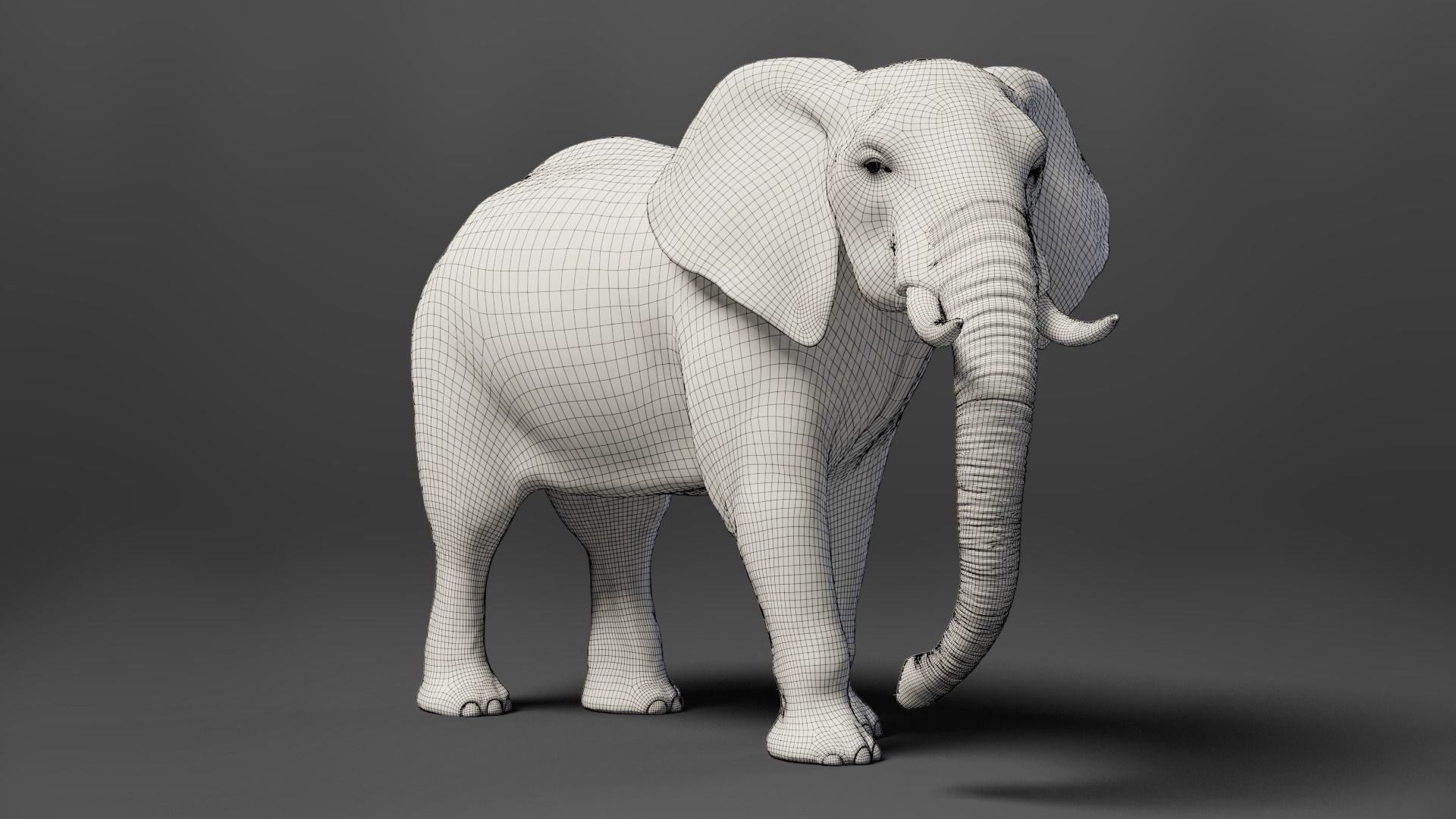 African Elephant Animated 3D model_19