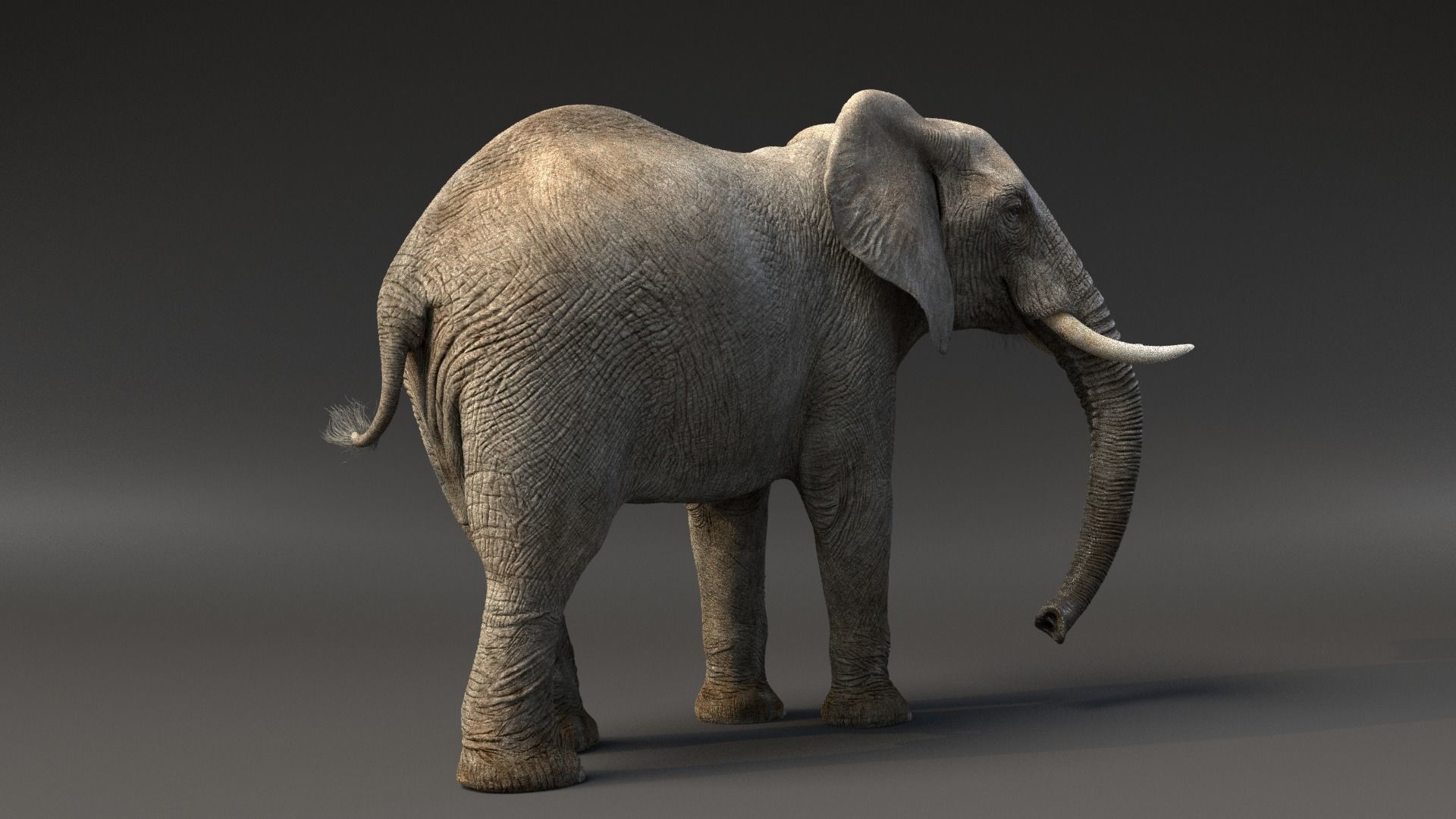 African Elephant Animated 3D model_3