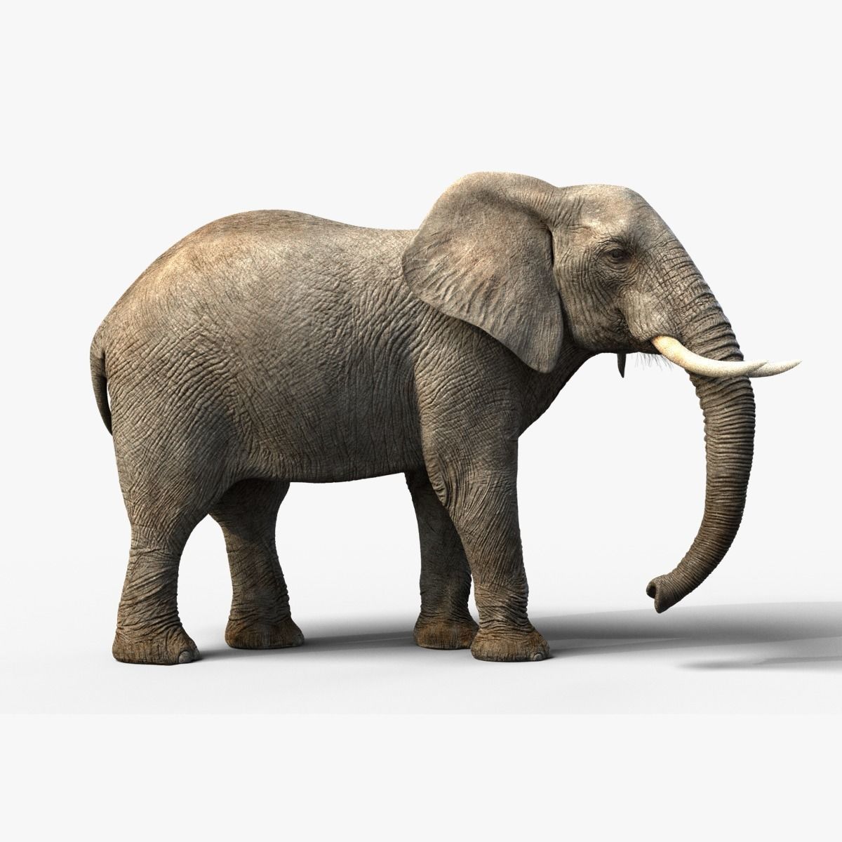 African Elephant Animated 3D model_0