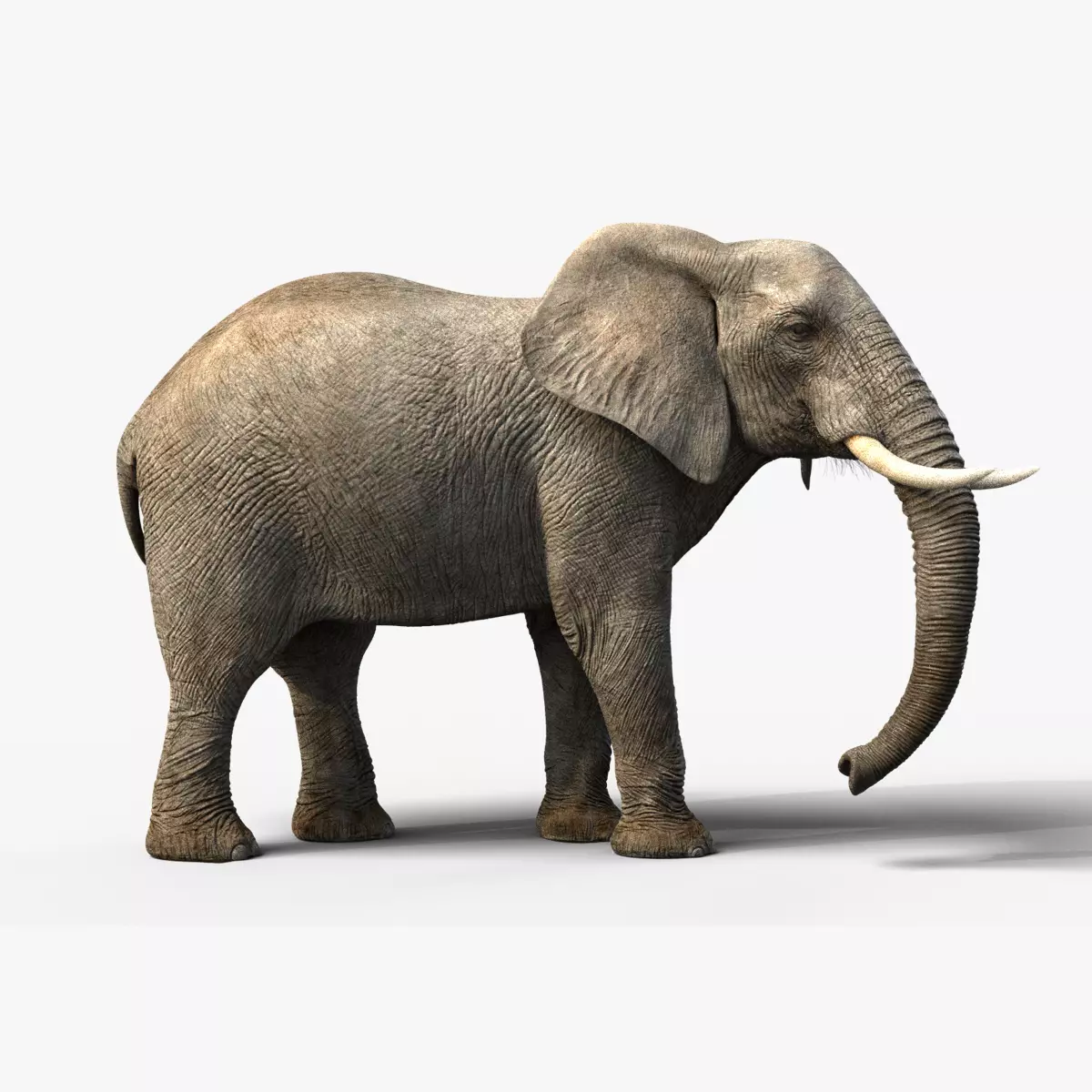 African Elephant Animated 3D model_0