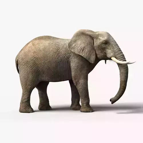 African Elephant Animated 3D model