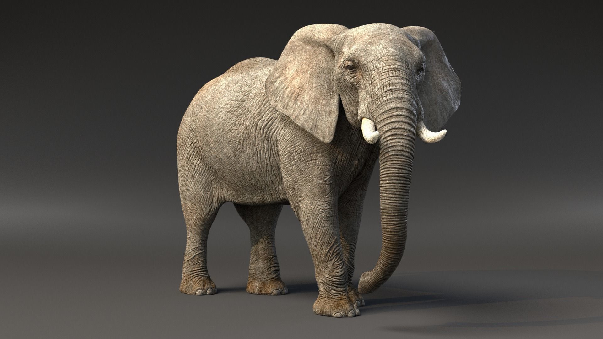 African Elephant Animated 3D model_1