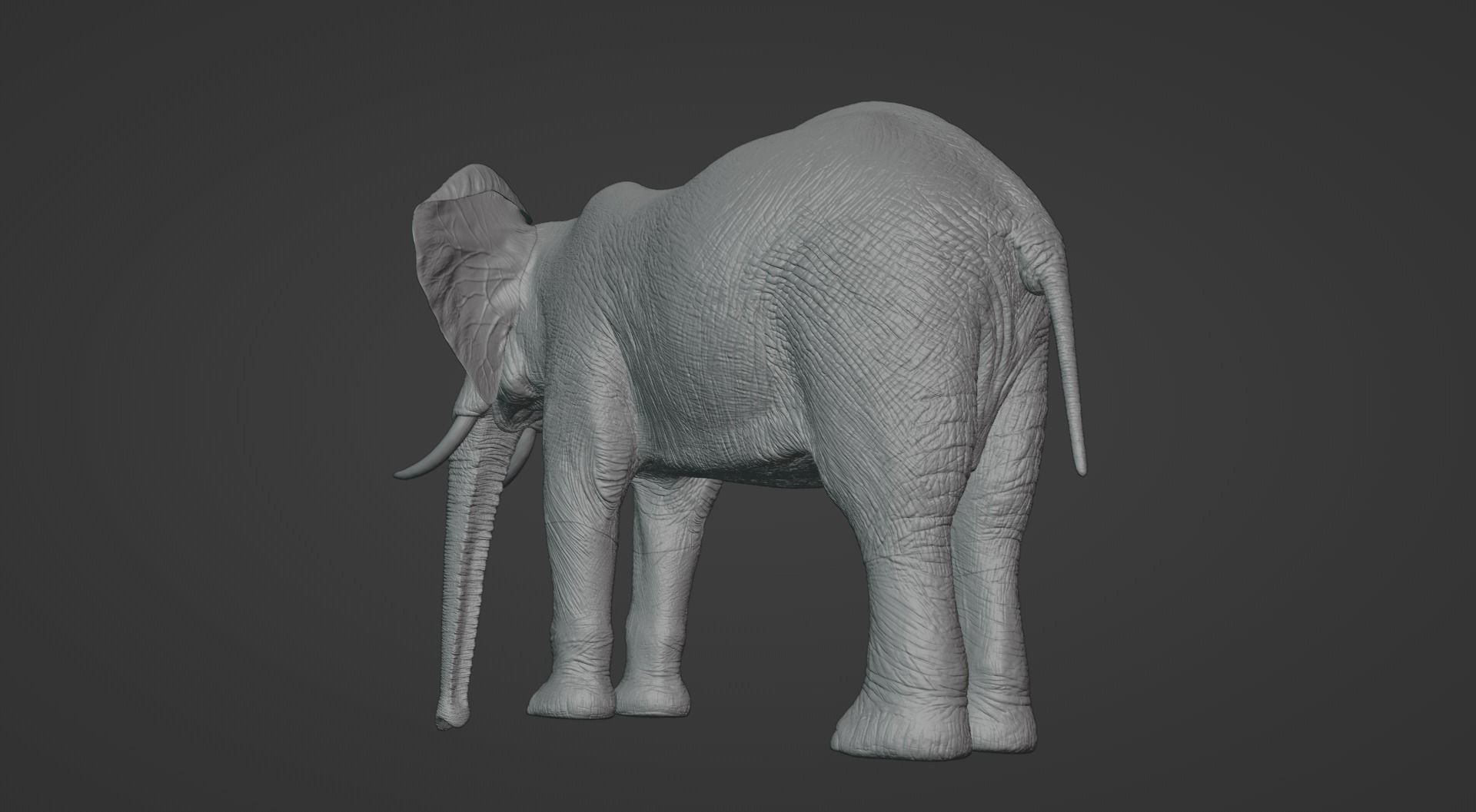 African Elephant Animated 3D model_9