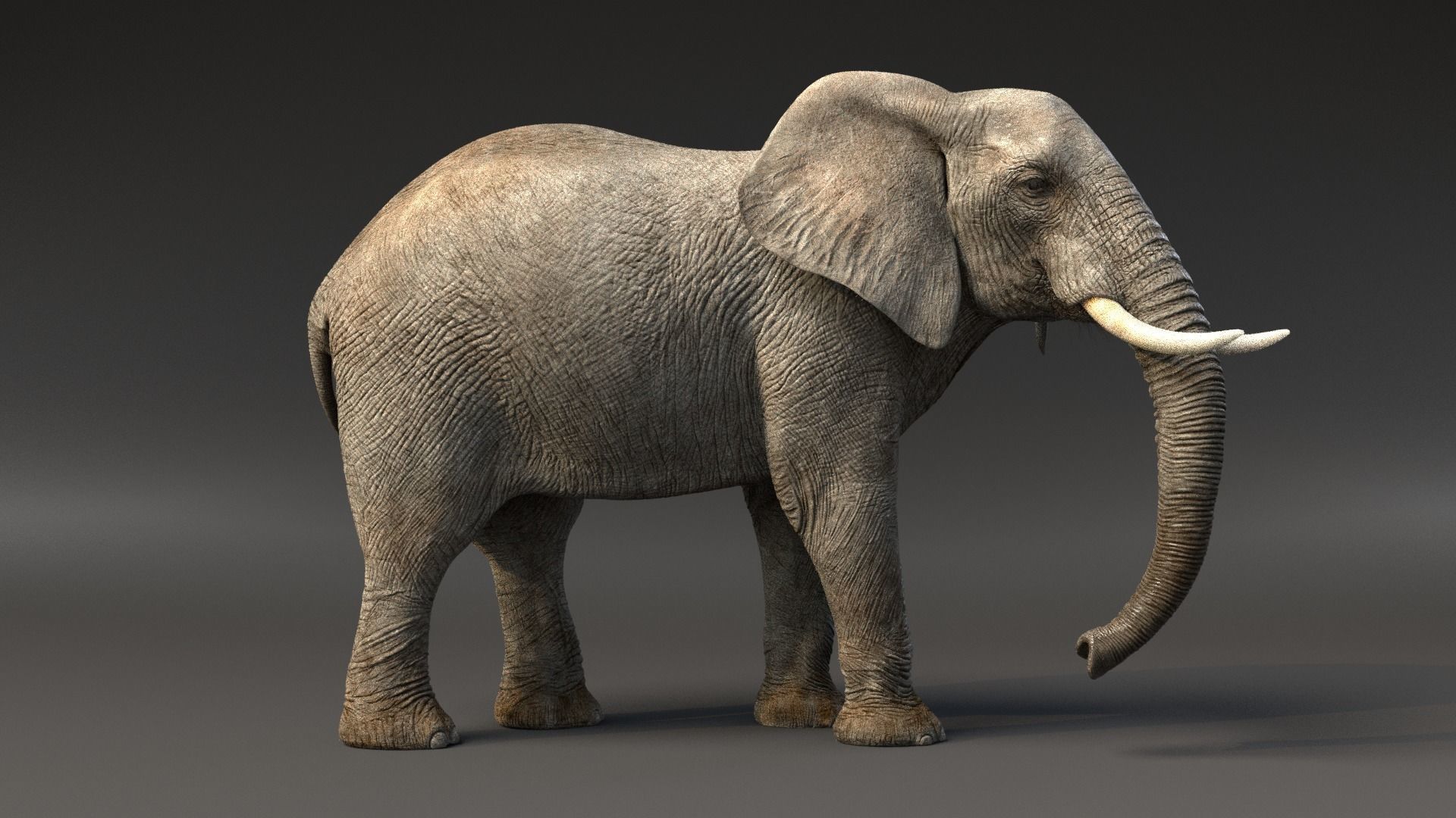 African Elephant Animated 3D model_2