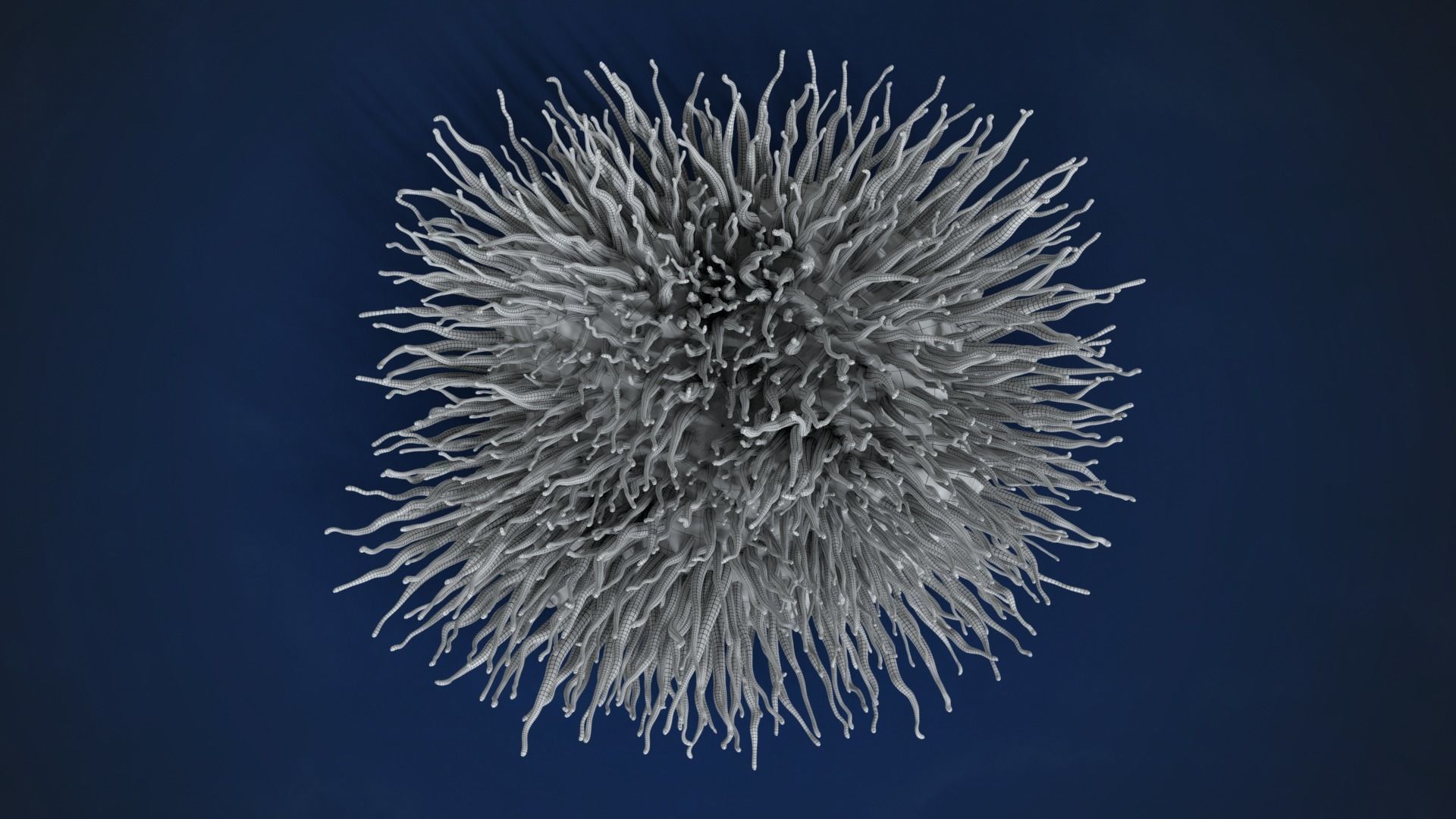 Corals Collection  VFX Grace 3D model_54