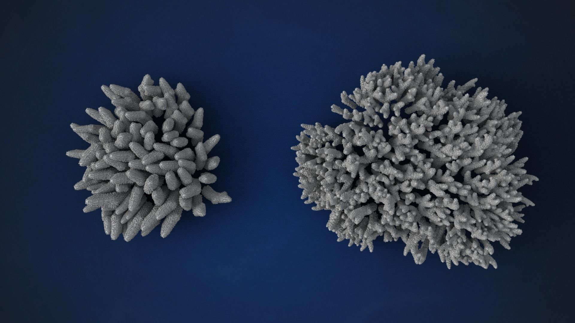 Corals Collection  VFX Grace 3D model_26