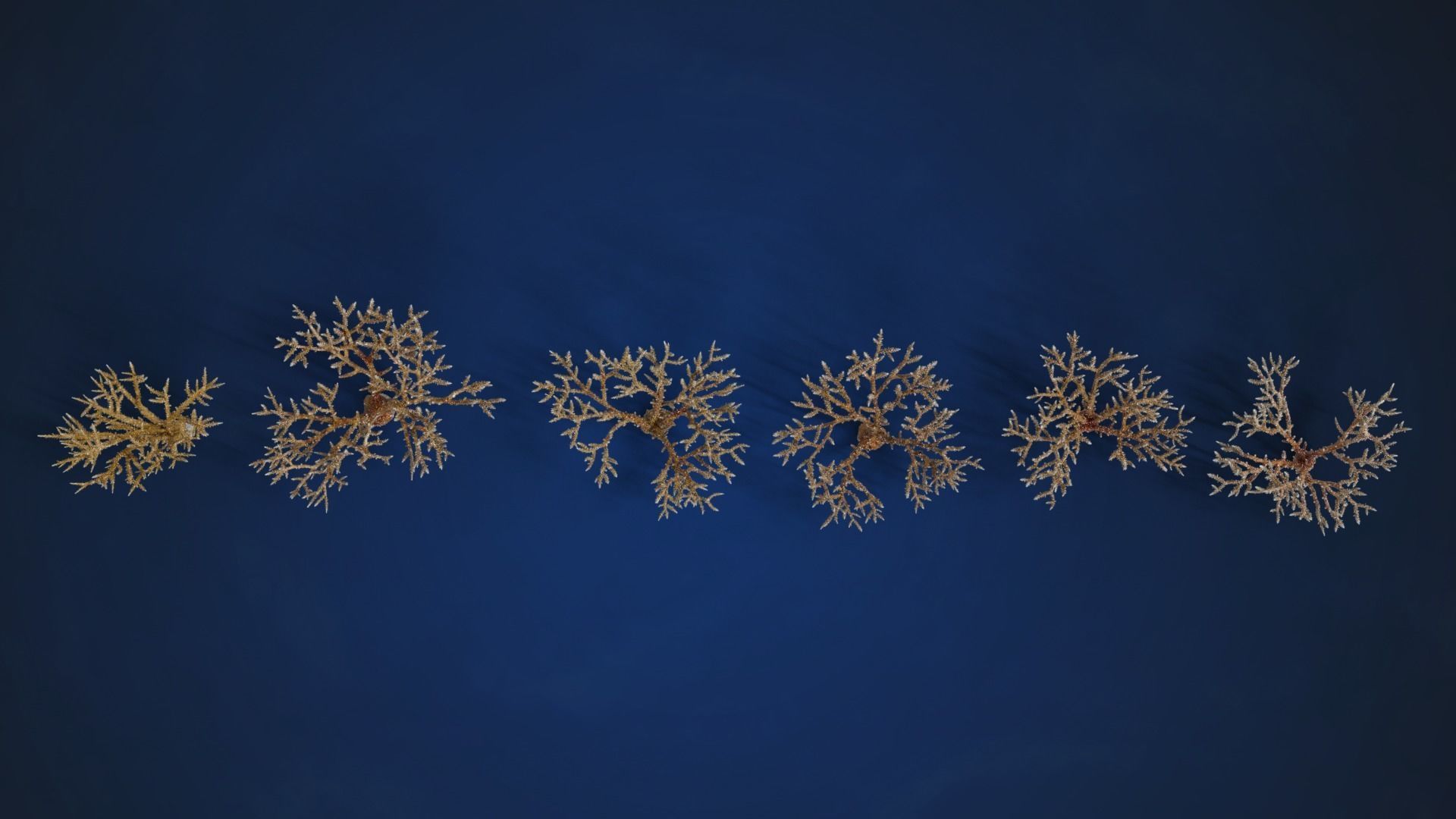 Corals Collection  VFX Grace 3D model_65