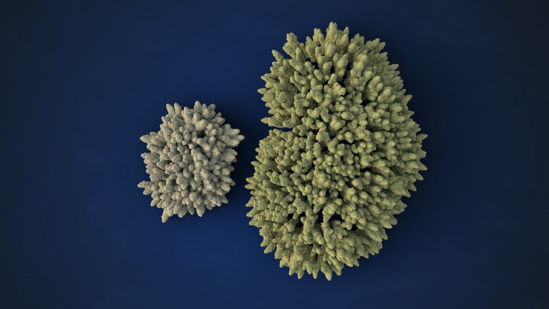 Corals Collection  VFX Grace 3D model_20
