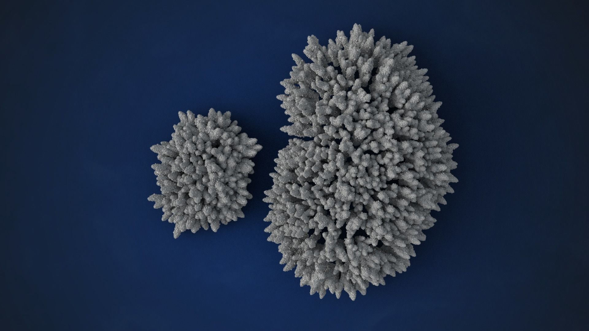 Corals Collection  VFX Grace 3D model_22