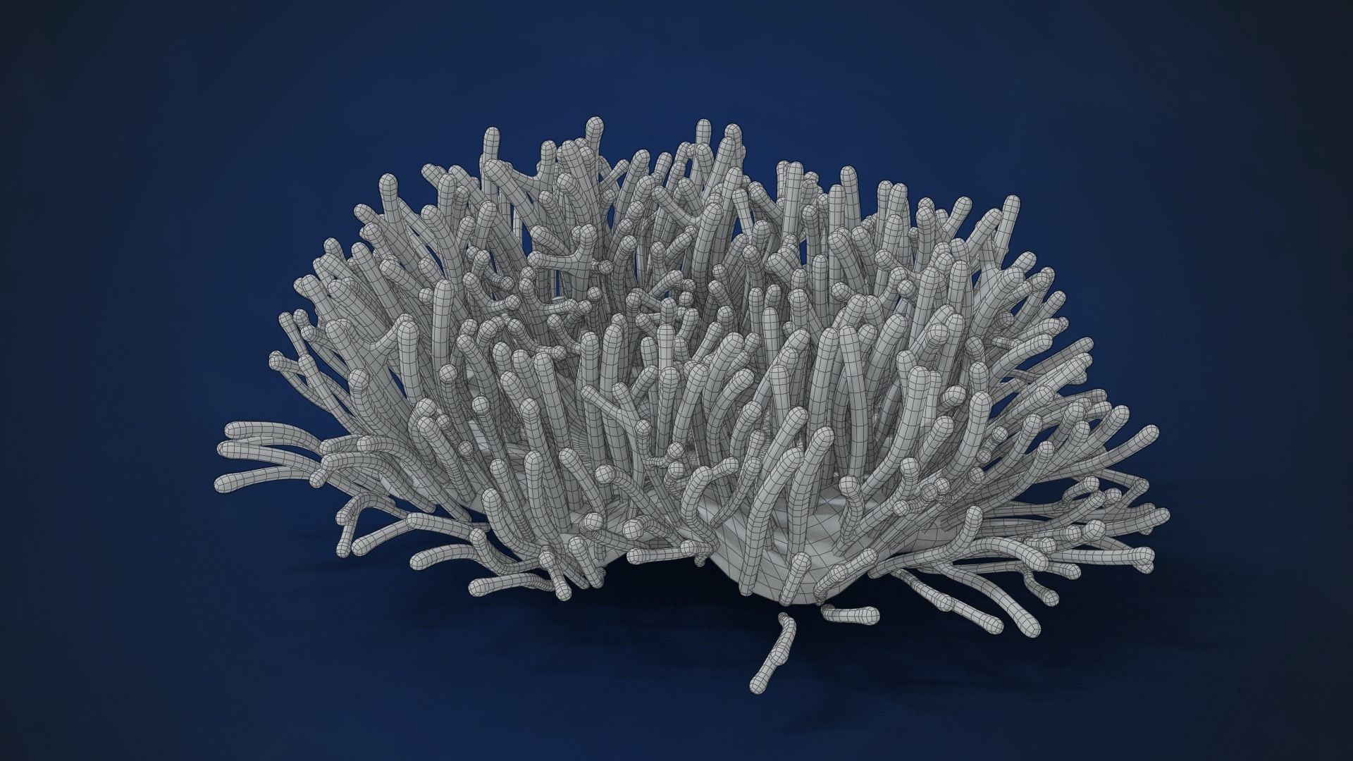 Corals Collection  VFX Grace 3D model_62
