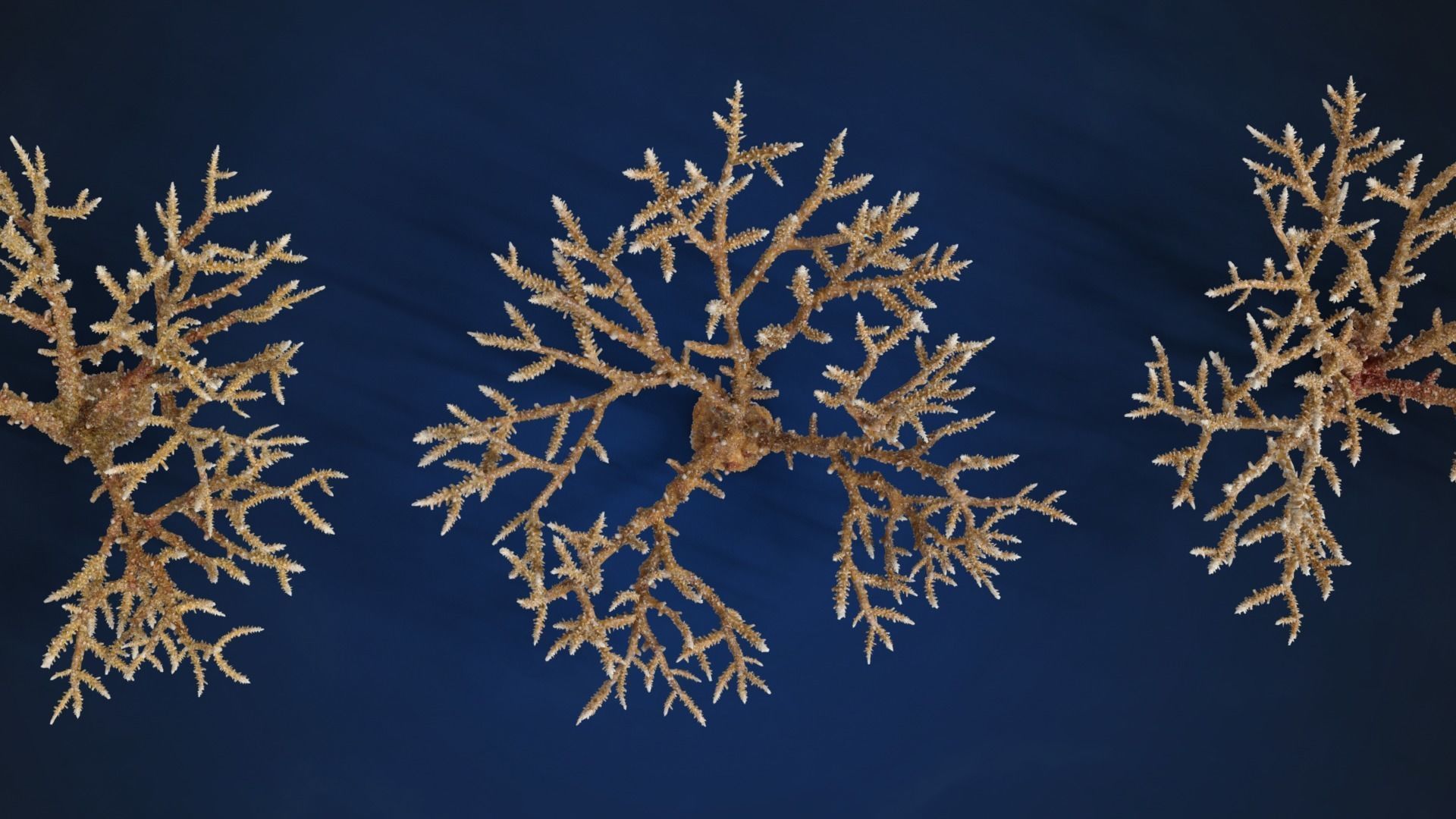 Corals Collection  VFX Grace 3D model_66