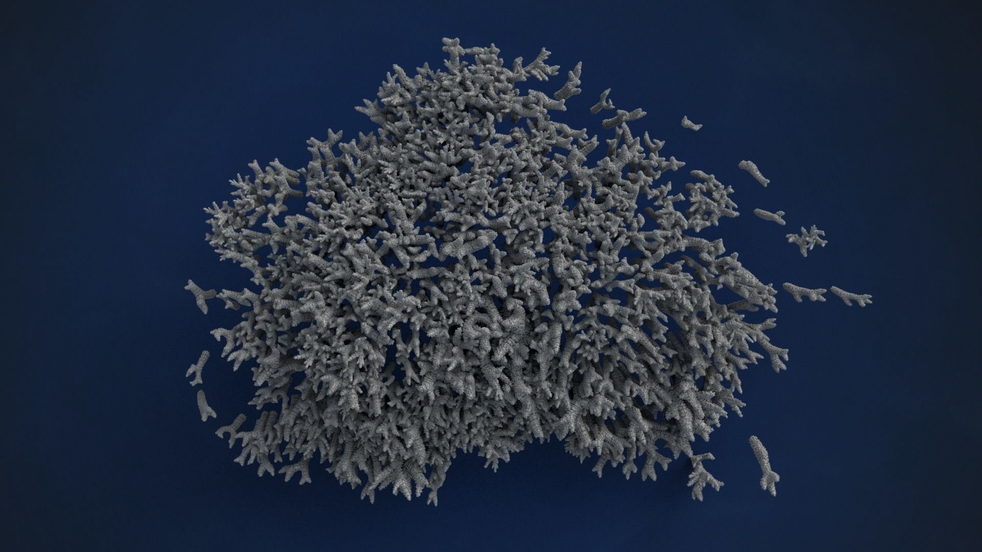 Corals Collection  VFX Grace 3D model_38
