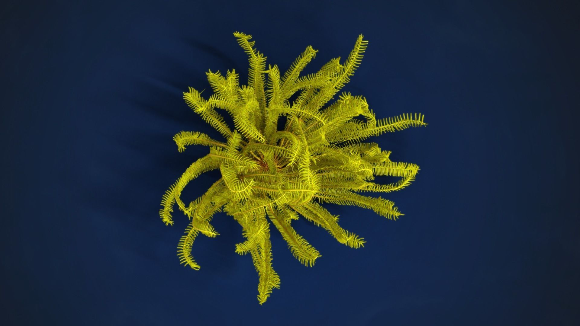 Corals Collection  VFX Grace 3D model_70