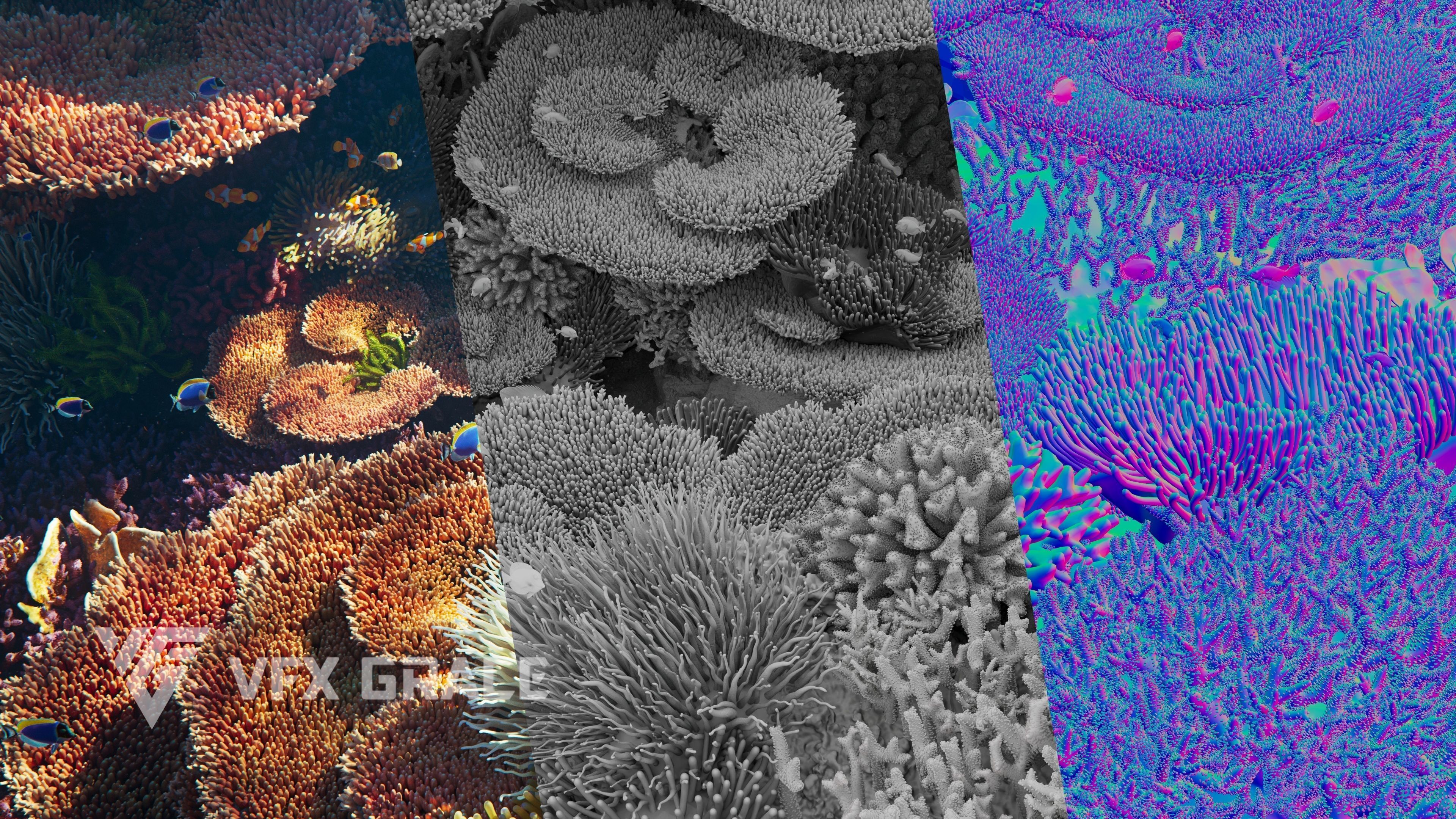 Corals Collection  VFX Grace 3D model_12