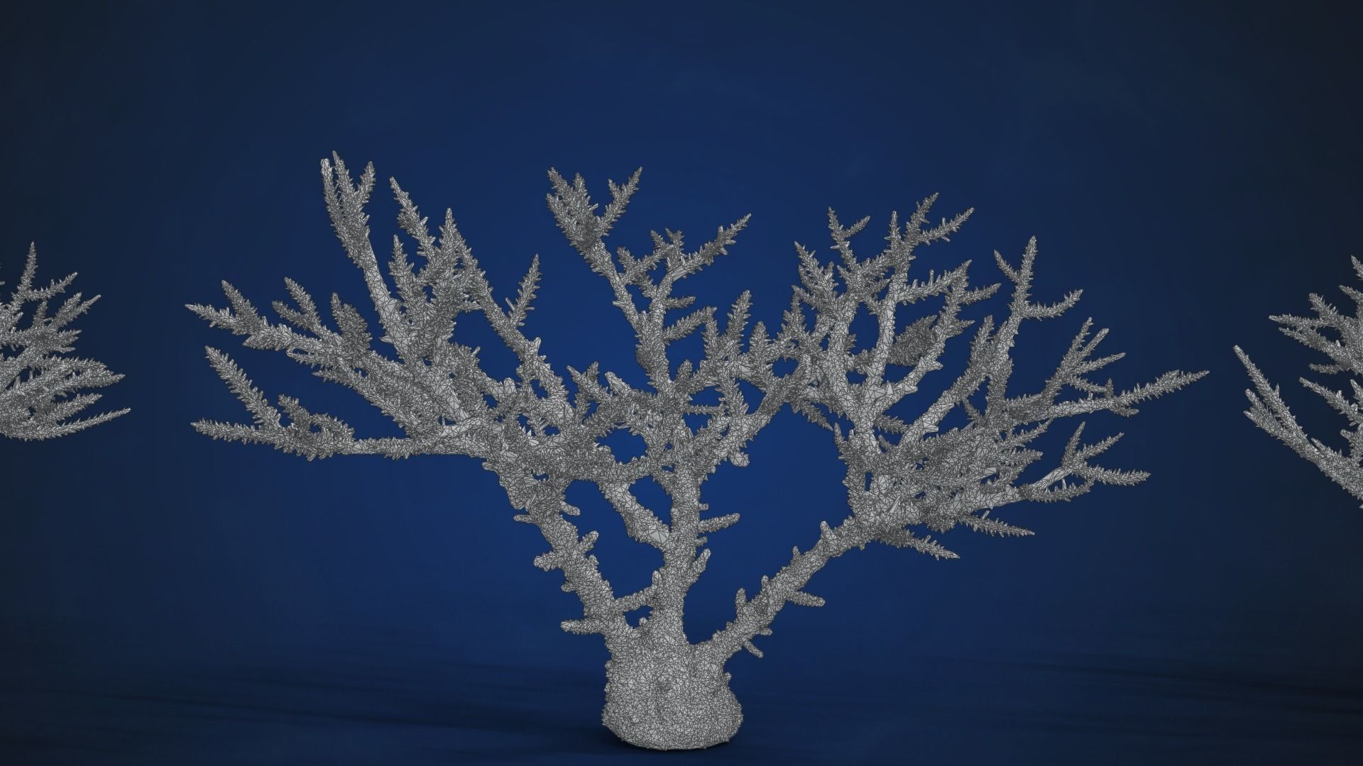 Corals Collection  VFX Grace 3D model_68