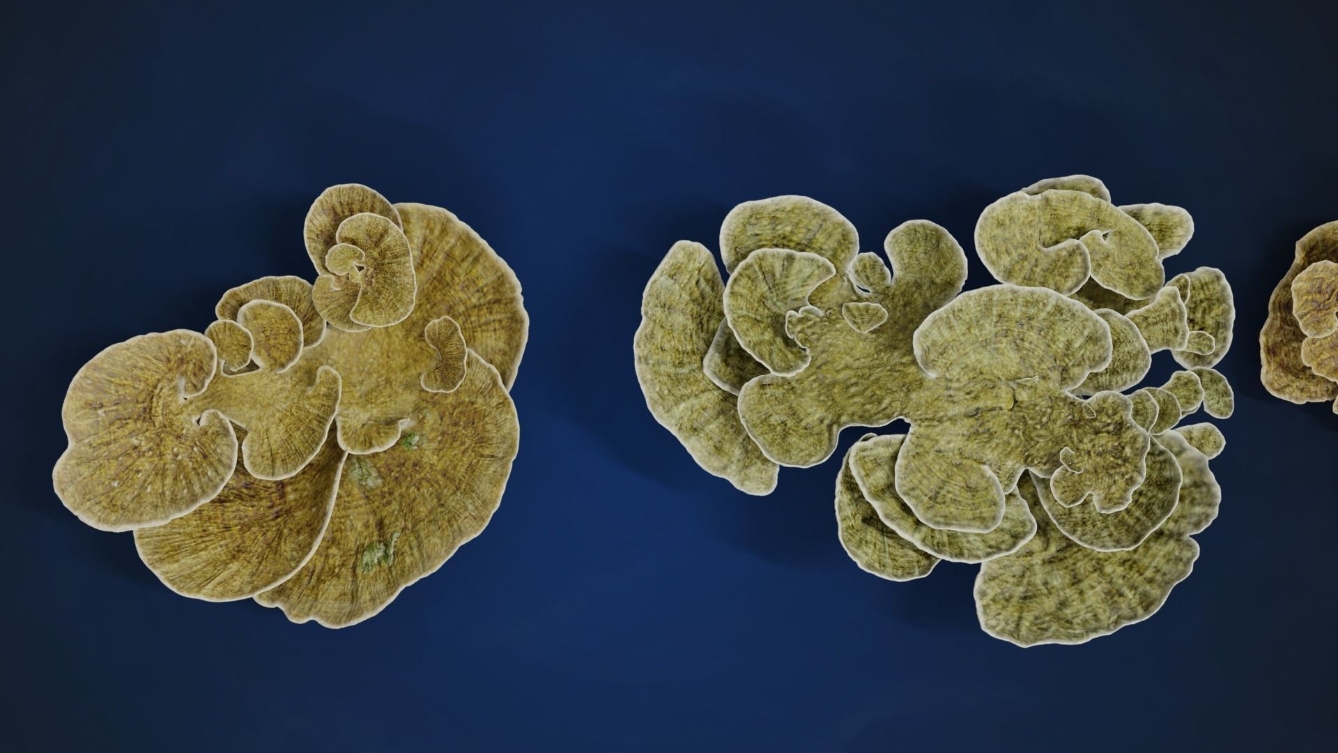 Corals Collection  VFX Grace 3D model_88