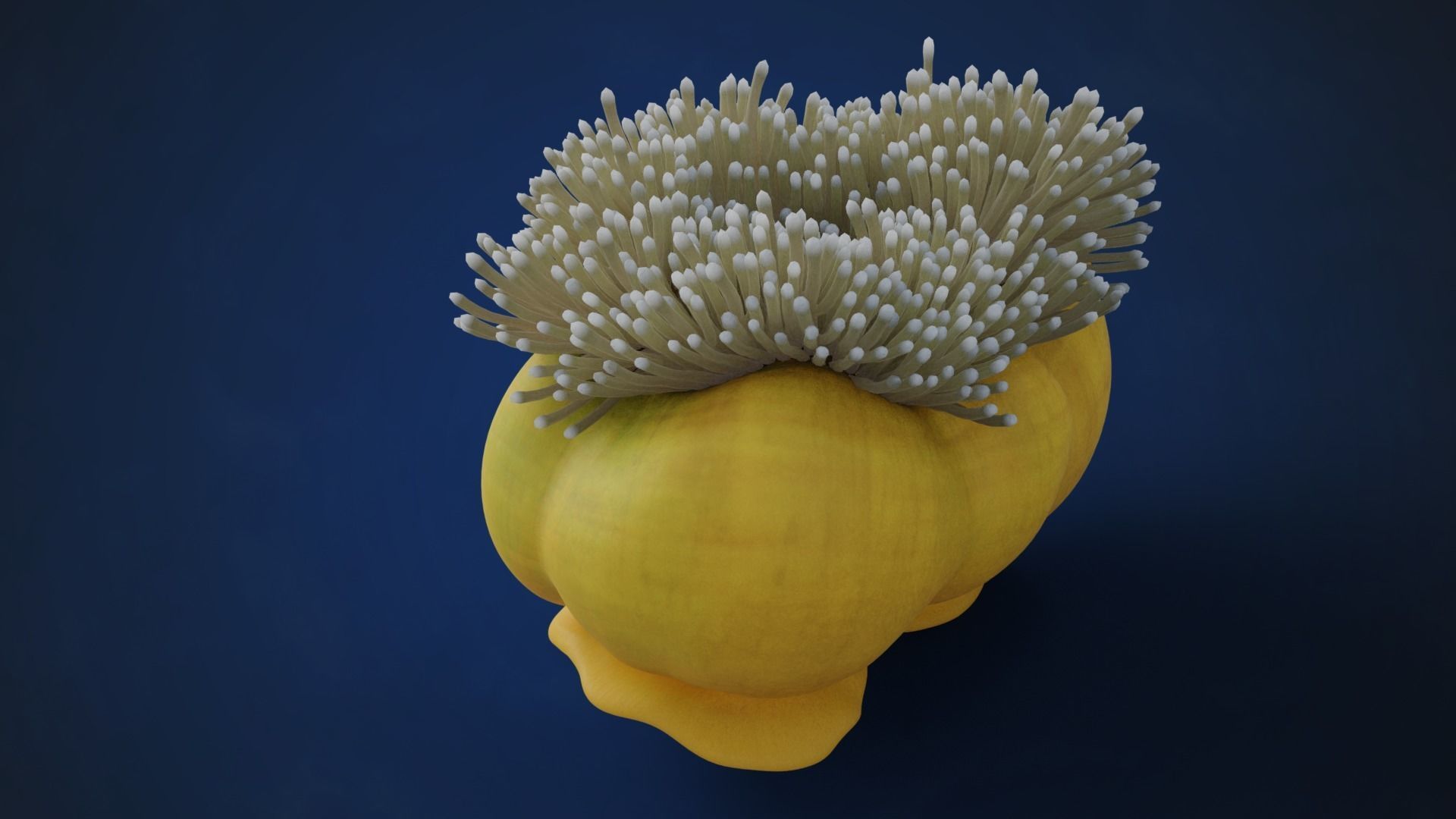 Corals Collection  VFX Grace 3D model_55