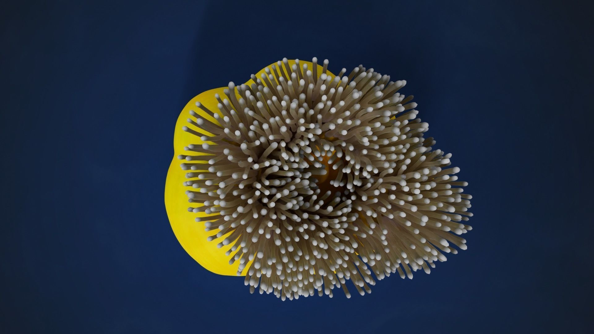 Corals Collection  VFX Grace 3D model_56