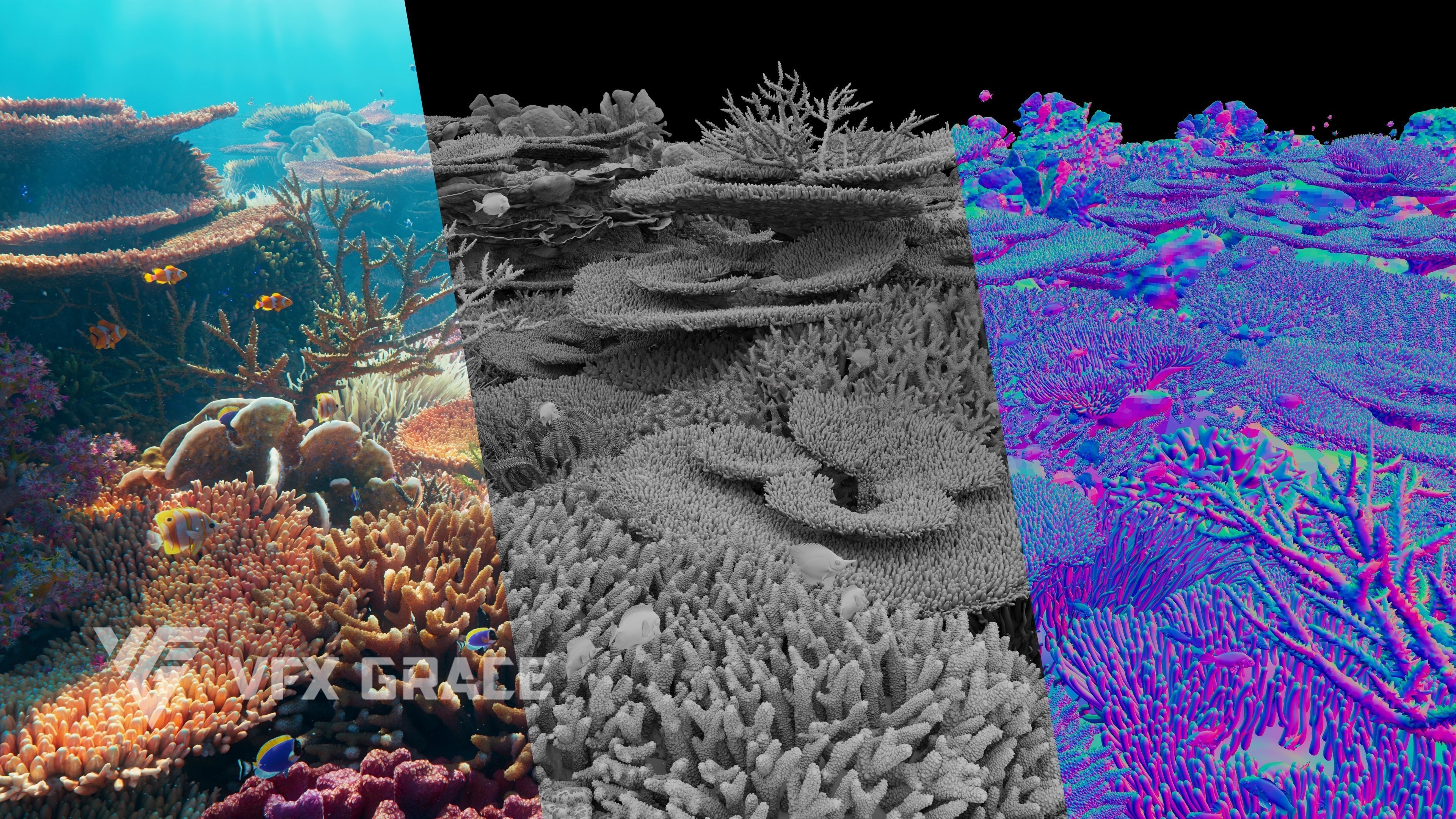 Corals Collection  VFX Grace 3D model_8