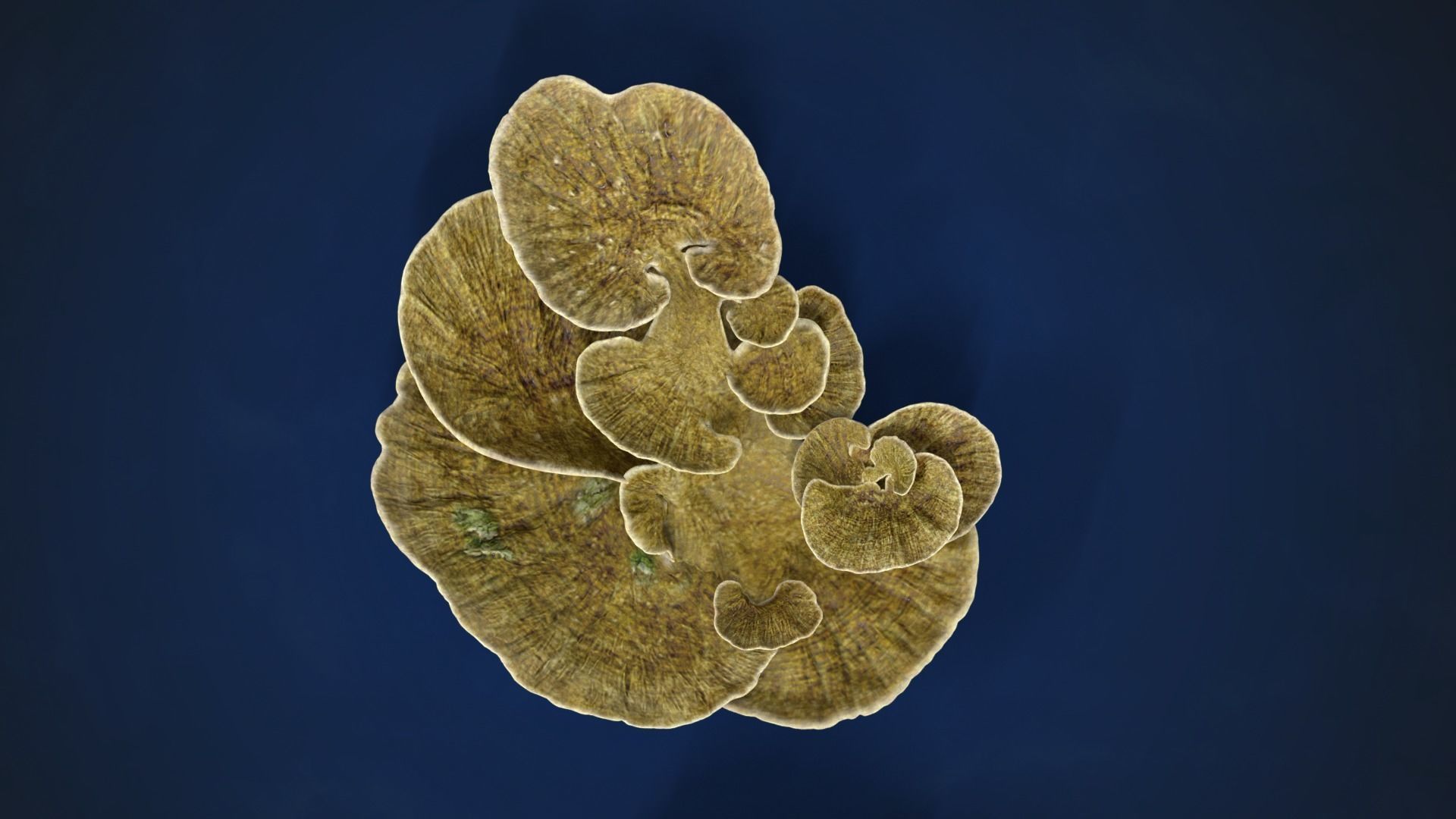 Corals Collection  VFX Grace 3D model_86