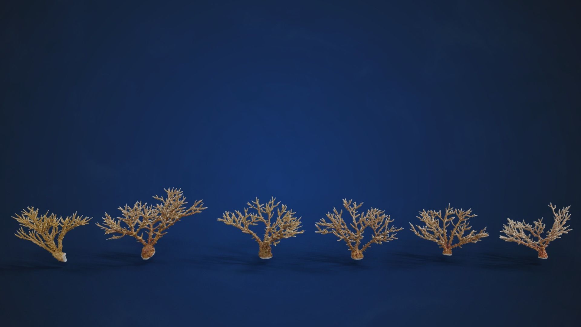 Corals Collection  VFX Grace 3D model_64