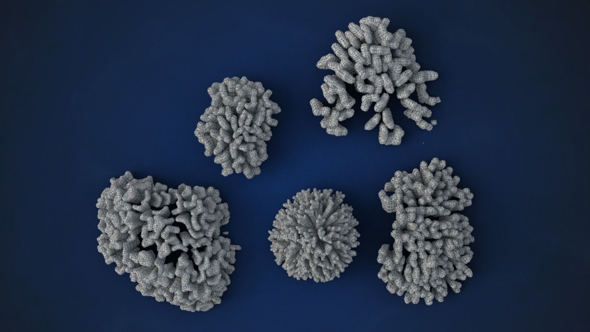 Corals Collection  VFX Grace 3D model_34