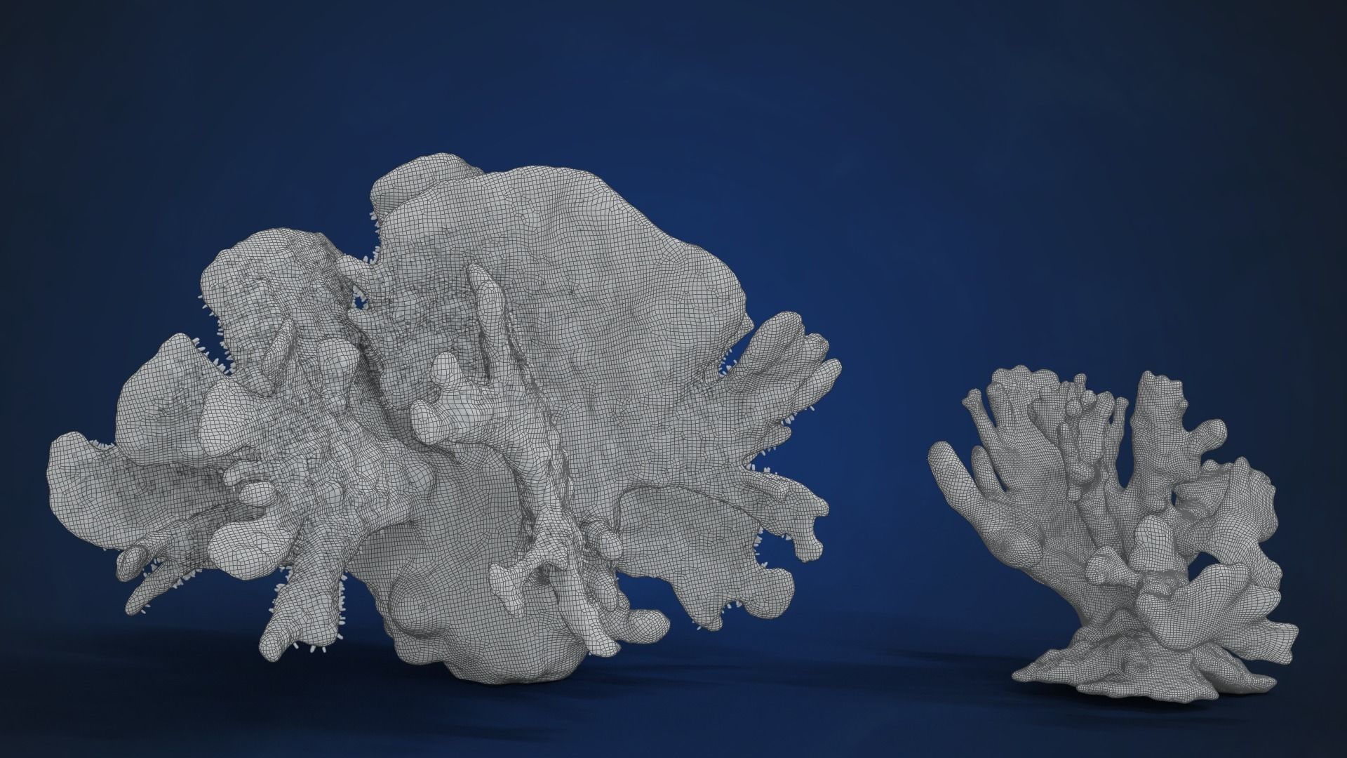 Corals Collection  VFX Grace 3D model_84