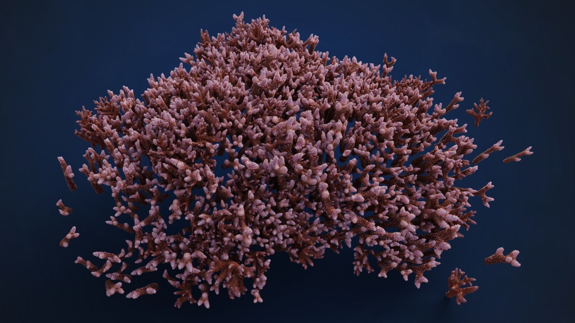 Corals Collection  VFX Grace 3D model_35