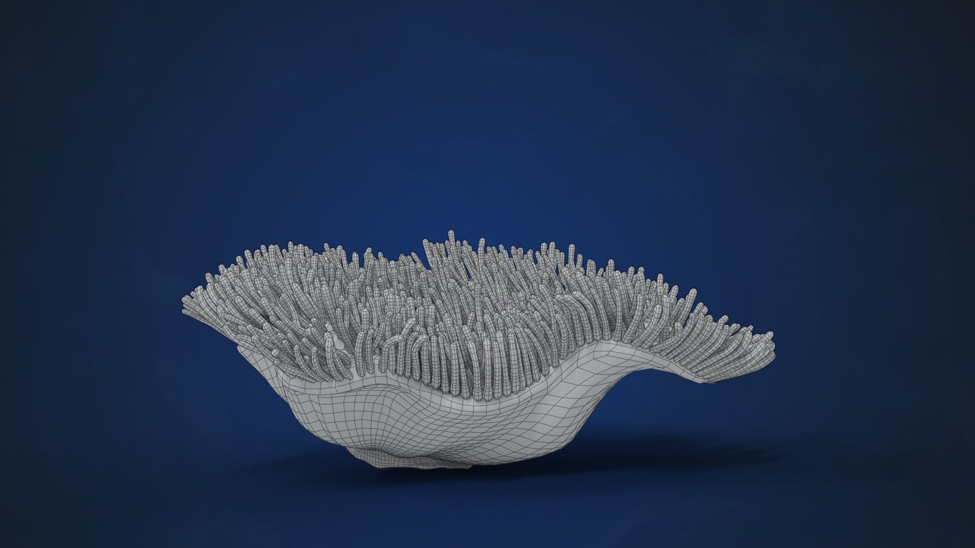 Corals Collection  VFX Grace 3D model_49