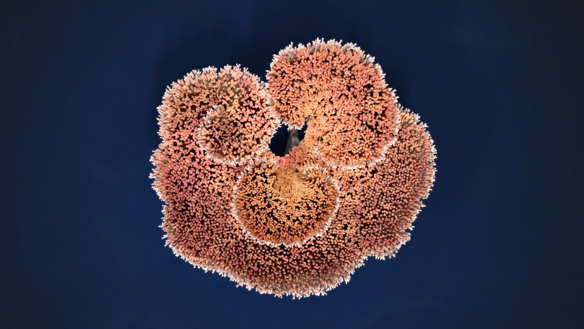 Corals Collection  VFX Grace 3D model_44