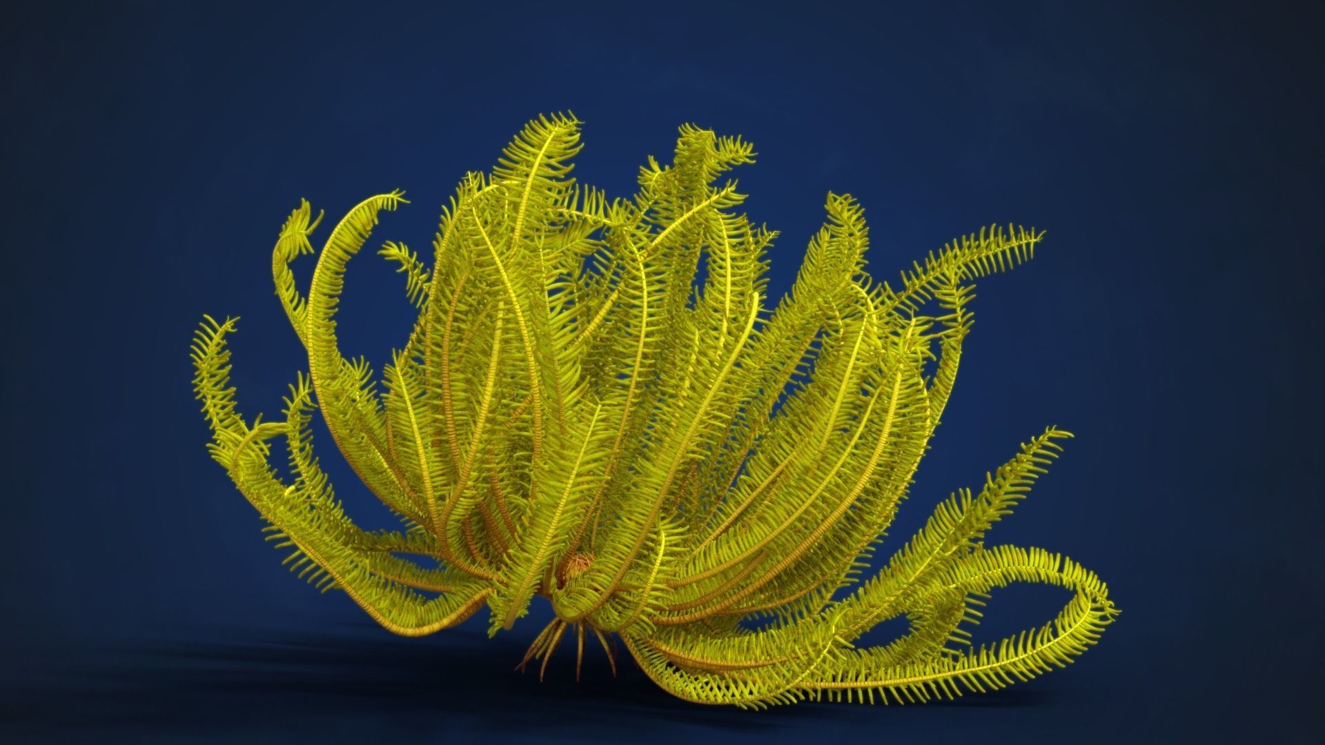 Corals Collection  VFX Grace 3D model_58