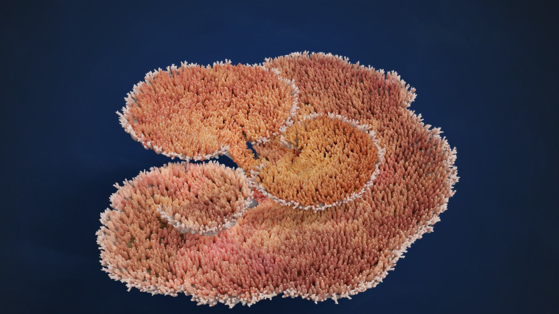 Corals Collection  VFX Grace 3D model_43
