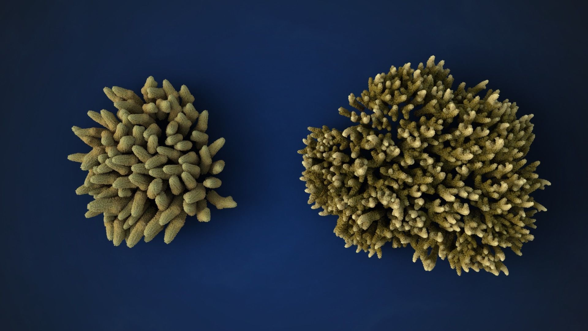 Corals Collection  VFX Grace 3D model_24