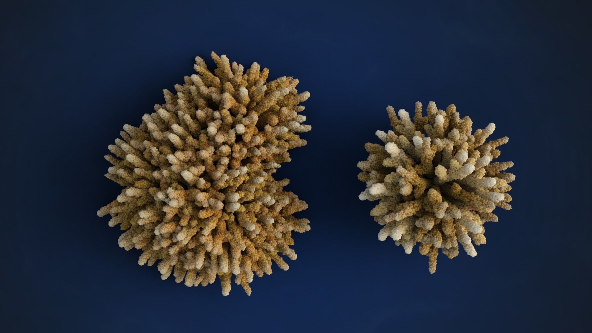 Corals Collection  VFX Grace 3D model_16