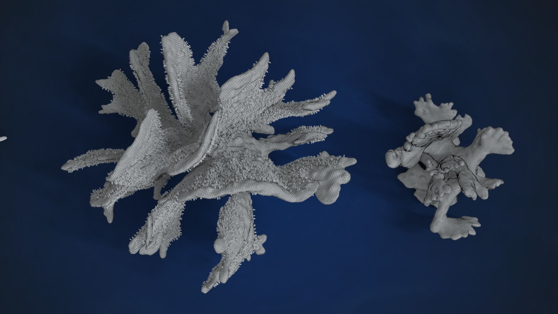 Corals Collection  VFX Grace 3D model_85