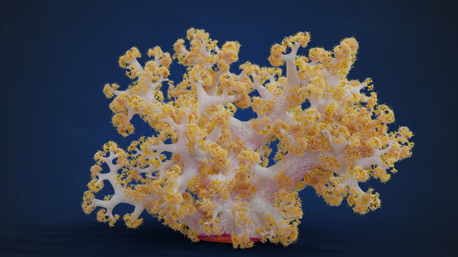 Corals Collection  VFX Grace 3D model_74